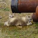 Two arctic fox pups laying down.